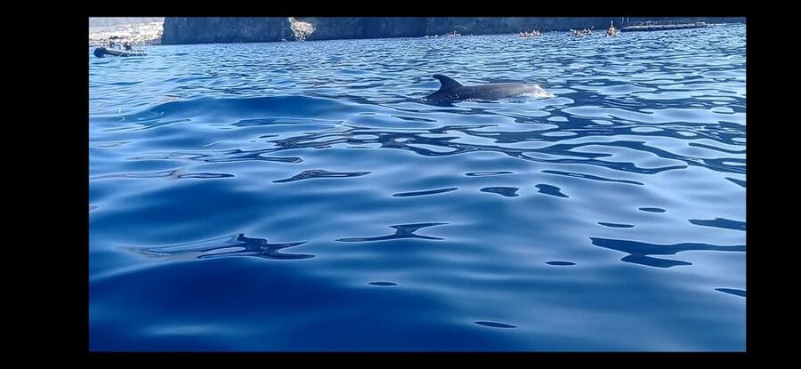 Los Cristianos: Kayak & Snorkel Tour with turtles and photos included - Key points before you book