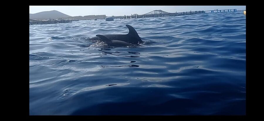 Los Cristianos: Kayak & Snorkel Tour with turtles and photos included - From the shop to Los Cristianos Beach