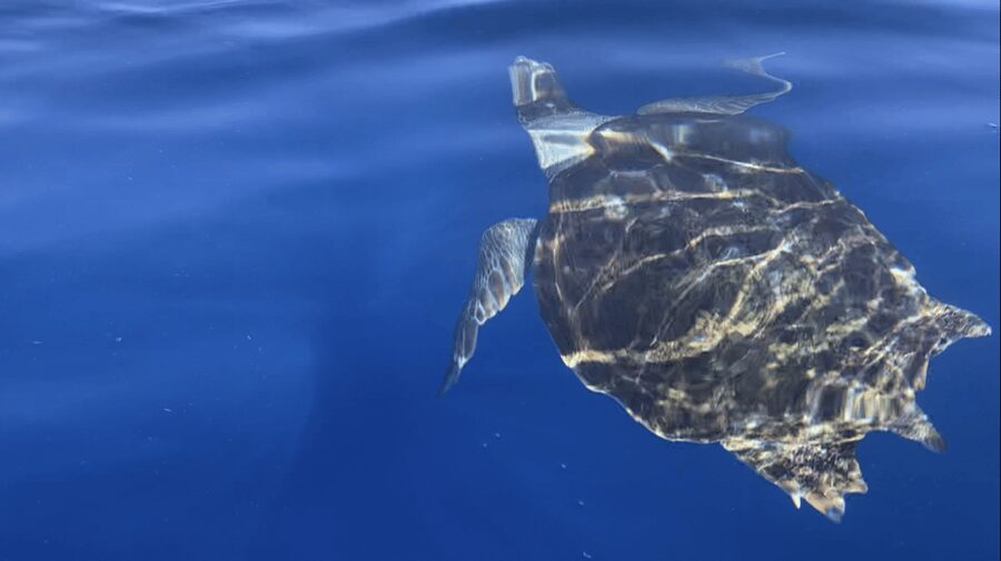 Los Cristianos: Kayak & Snorkel Tour with turtles and photos included - Snorkeling near Palm Mar Cave