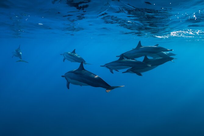 Lovina Dolphin Watching, Swimming, and Snorkeling Experience - Reaching Lovina Beach before sunrise