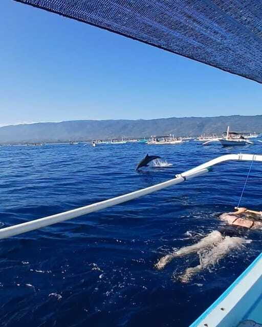 Lovina : SPECIAL FULL TRIP dolphin watch, swim, and snorkel - Is $28 a fair price for three to four hours?