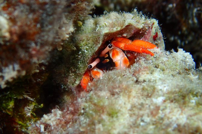 Luxury Full Day Snorkeling - Equipment, comfort, and the ladder