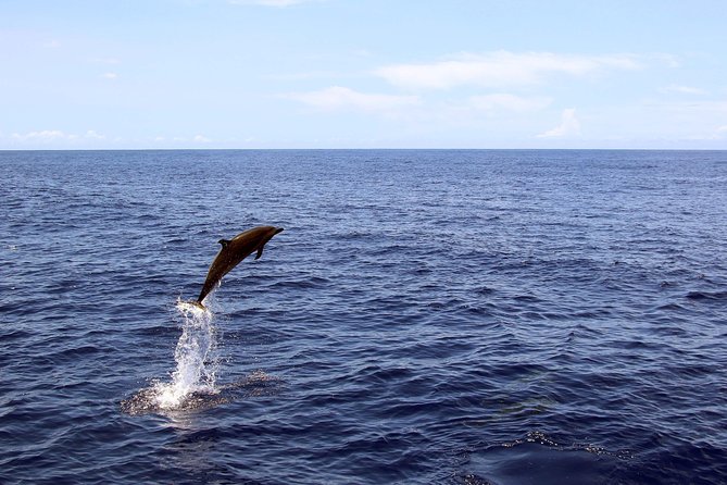 Luxury Snorkel Cruise, Local Buffet with Whale & Dolphin Watch - A local snorkeling stop with solid instruction