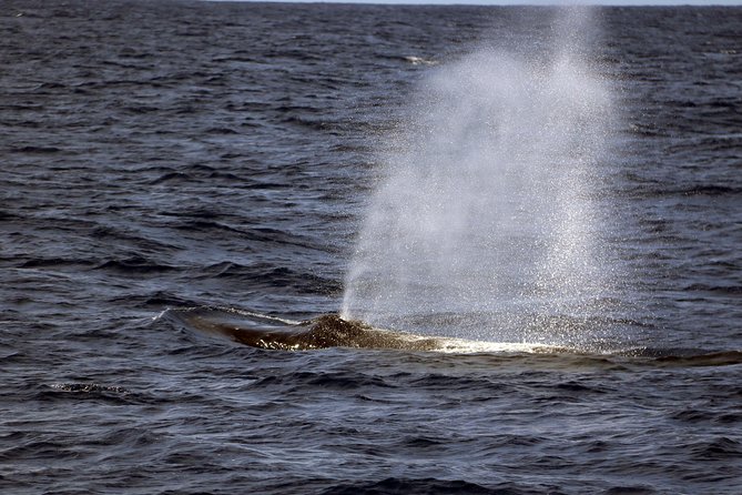 Luxury Snorkel Cruise, Local Buffet with Whale & Dolphin Watch - The Hawaiian buffet is part of the experience