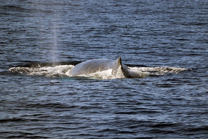 Luxury Snorkel Cruise, Local Buffet with Whale & Dolphin Watch - Who will get the most from the $174 price