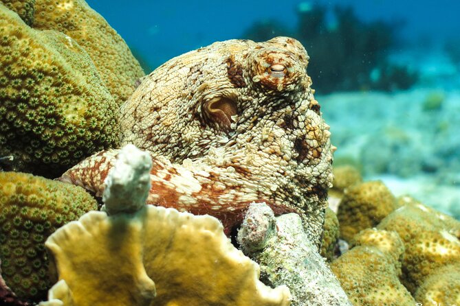 Luxury snorkel trip on a spacious wooden schooner and local lunch - Gear, safety, and the snorkeling session