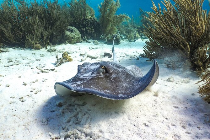 Luxury snorkel trip on a spacious wooden schooner and local lunch - How the $95 price compares with the experience