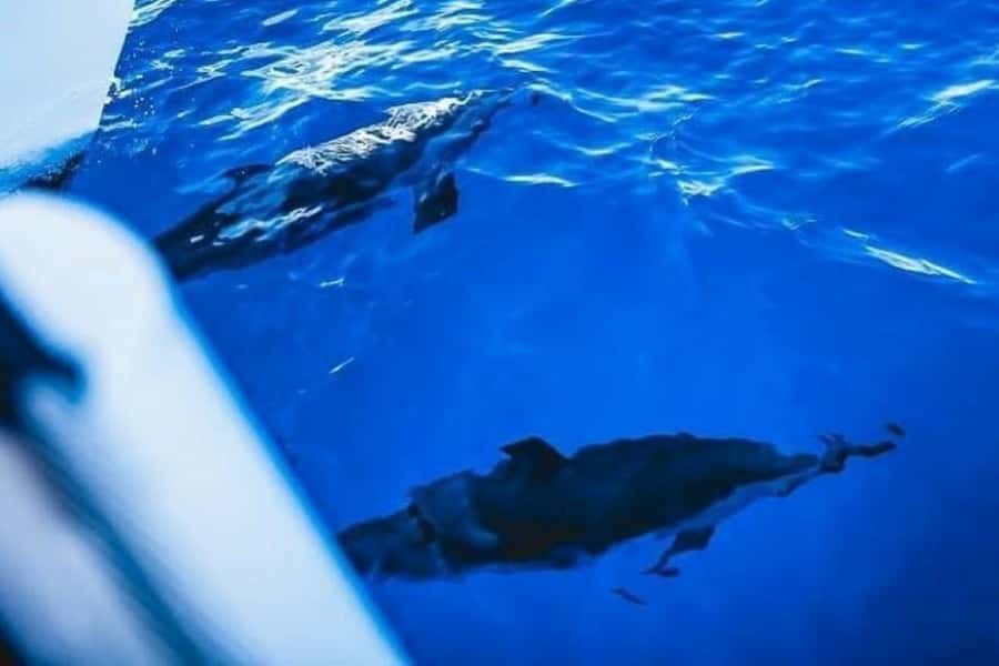 Maalaea: West Maui Snorkeling & Sailing Day Trip with Lunch - Cruising toward Lanai