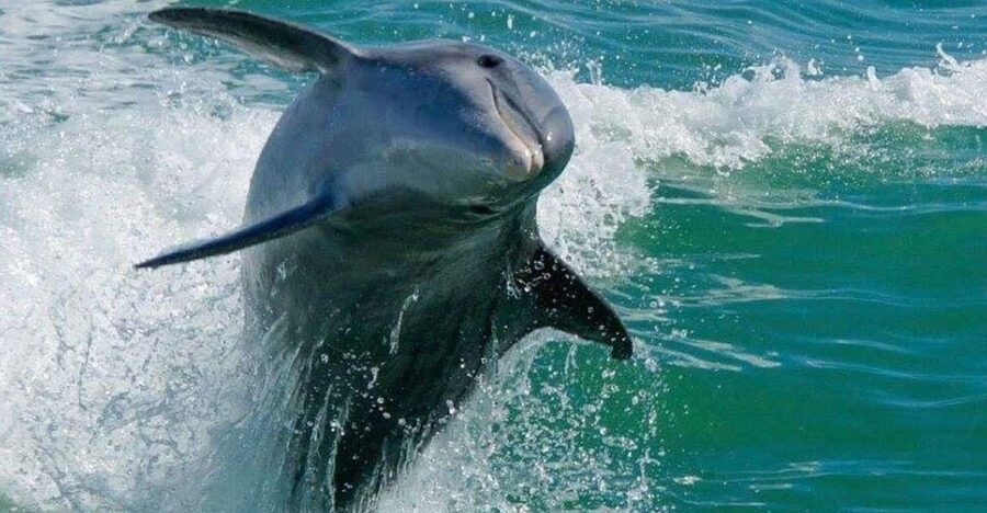 Madeira Beach: Egmont Key Snorkeling and Dolphin Cruise - Key points to know before you book