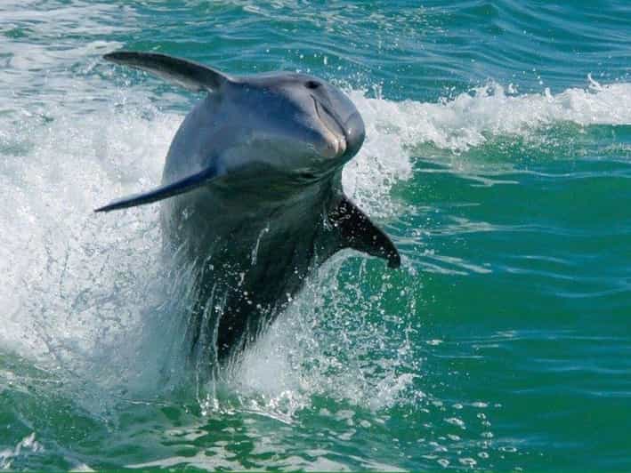 Madeira Beach: Egmont Key Snorkeling and Dolphin Cruise - Why Egmont Key makes this more than a dolphin ride