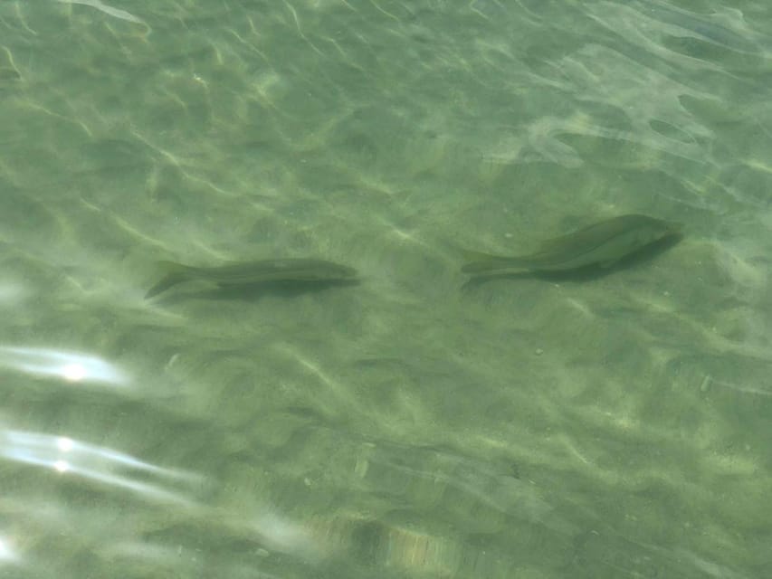 Madeira Beach: Egmont Key Snorkeling and Dolphin Cruise - Egmont Key ruins and the captain’s island story