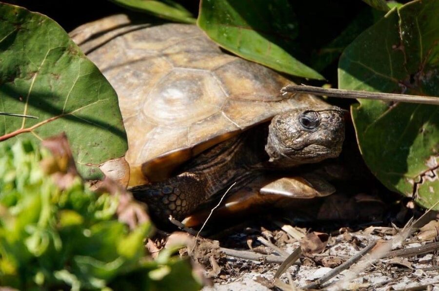 Madeira Beach: Egmont Key Snorkeling and Dolphin Cruise - Dolphins, manatees, turtles, and birds