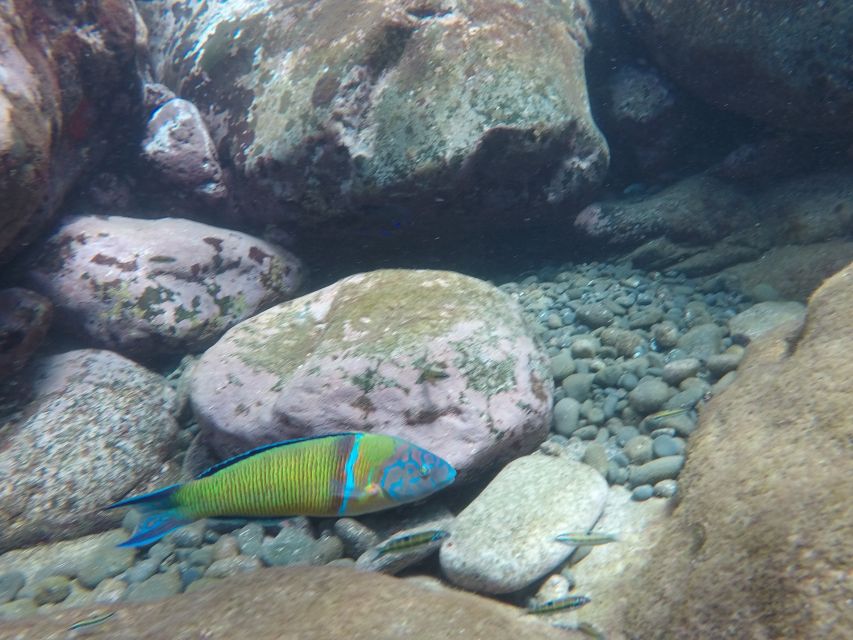 Madeira: Garajau Nature Reserve Kayak and Snorkel Tour - What to bring and how to prepare