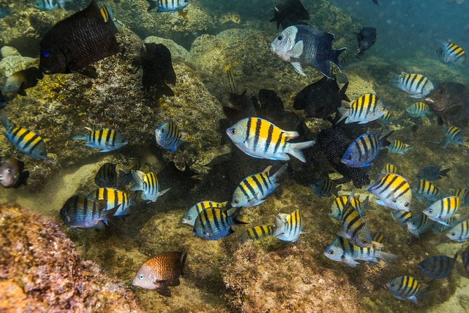 Magical Cenote and Paradise Lagoon Snorkeling Adventure - What to pack and what to skip