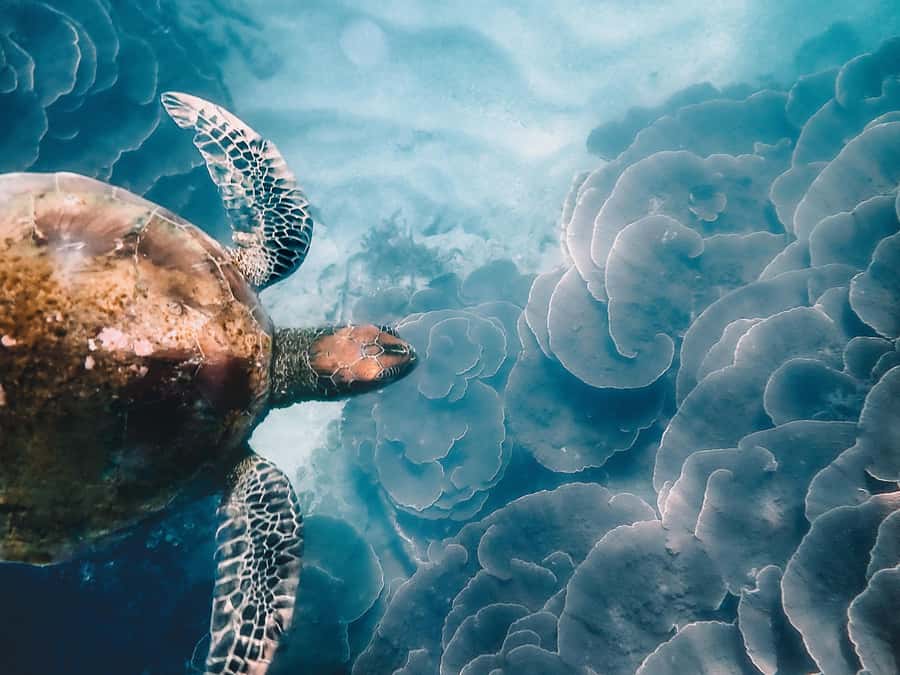 Magnetic Island: Snorkel Discovery Tour - Snorkelling along the fringe reefs