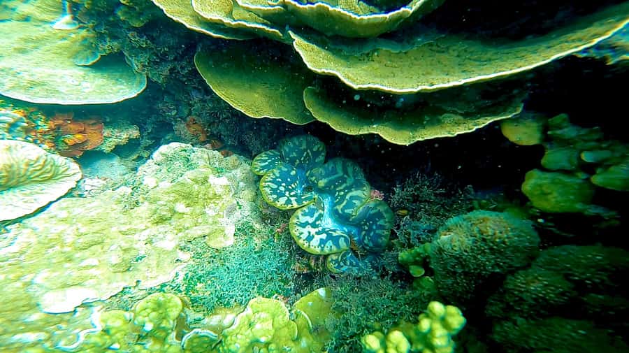 Magnetic Island: Snorkel Discovery Tour - Paddleboards, boogie boards, and time to slow down