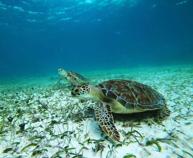Mahahual: Snorkel Tour in Reef Lagoon - A shallow lagoon with real reef life