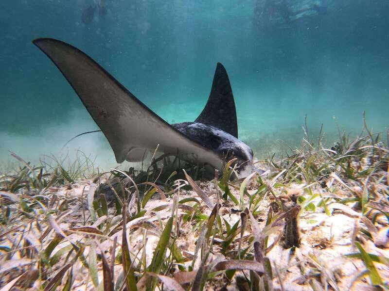 Mahahual: Snorkel Tour in Reef Lagoon - Starting at Blue Kay Ecocabañas