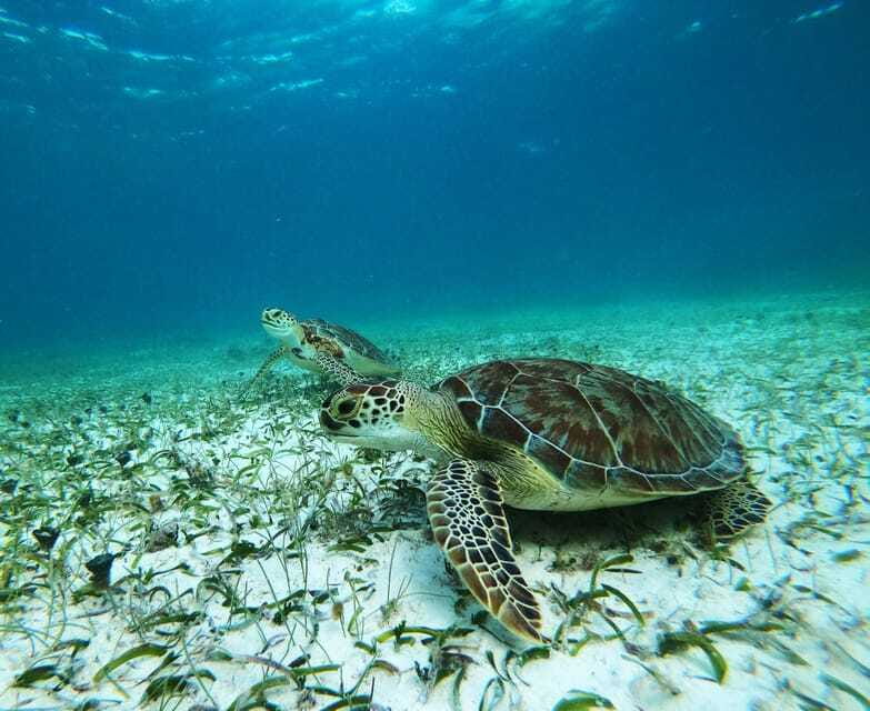 Mahahual: Snorkel Tour in Reef Lagoon - Timing your day in Mahahual
