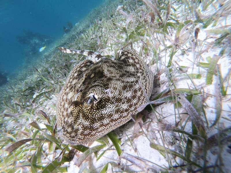 Mahahual: Snorkel Tour in Reef Lagoon - Wildlife rules that protect the reef