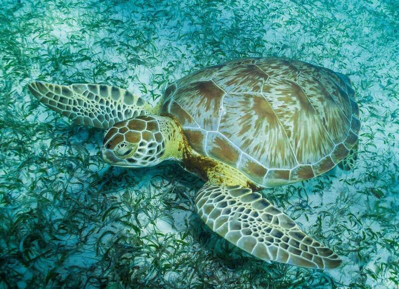 Mahahual: Snorkel Tour in Reef Lagoon - Gear fitting and the reef briefing