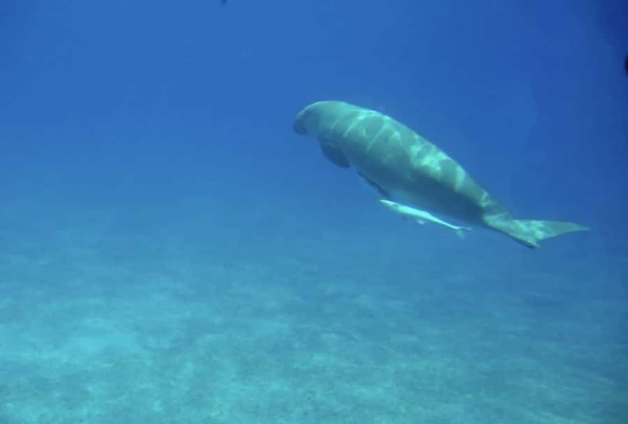 Makadi Bay: Royal Seascope Submarine Cruise & Snorkel stop - The 45-minute underwater viewing deck