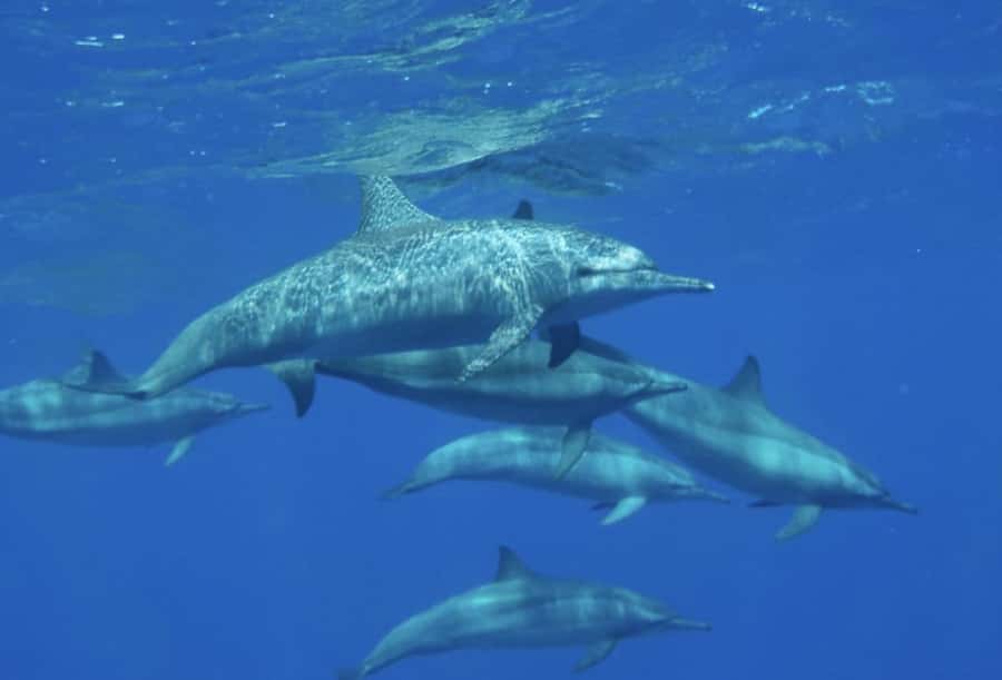 Makadi Bay: Royal Seascope Submarine Cruise & Snorkel stop - What the $19 price really includes