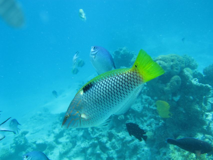 Makadi Bay: Snorkelling and Diving Island Trip - What the $47 Makadi Bay boat trip really offers