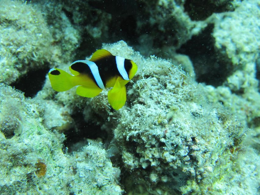 Makadi Bay: Snorkelling and Diving Island Trip - Lunch on board and the practical comforts