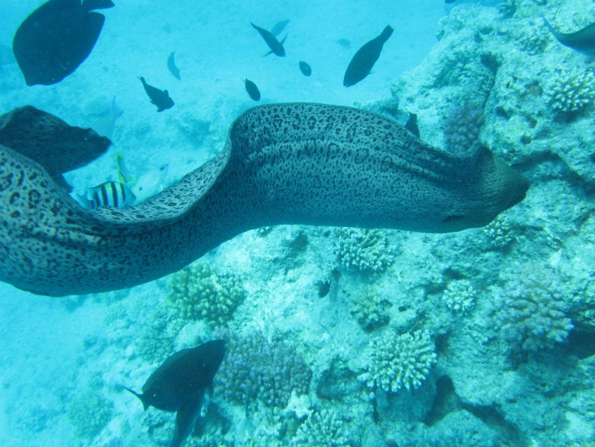 Makadi Bay: Snorkelling and Diving Island Trip - Timing, pace, and what the day feels like