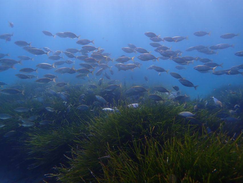 Mallorca: Snorkeling in a Beautiful Nature Reserve - Entering the reserve and exploring the sea