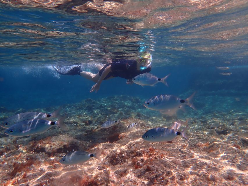 Mallorca: Snorkeling in a Beautiful Nature Reserve - What you may see beneath the surface