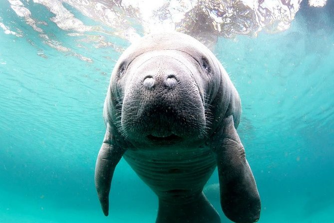 Manatee Snorkel Small Group Tour - The manatee encounter is the whole point