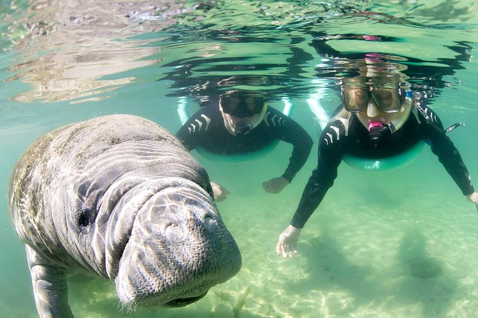 Manatee Snorkel Small Group Tour - Is $95 a fair price?