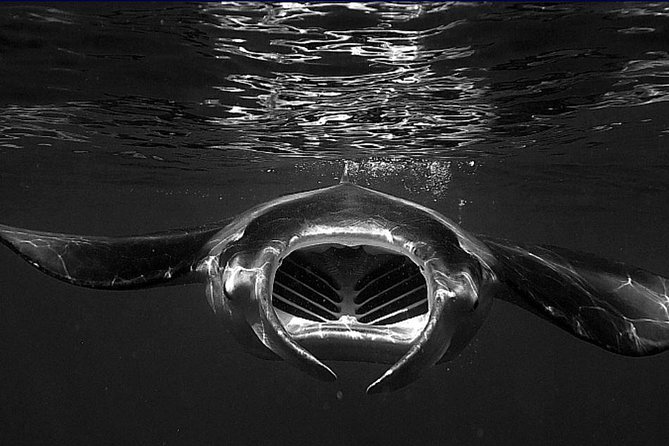 Manta Magic: Small-Group Manta Ray Night Snorkel in Kailua Kona - Why the manta encounter is so memorable