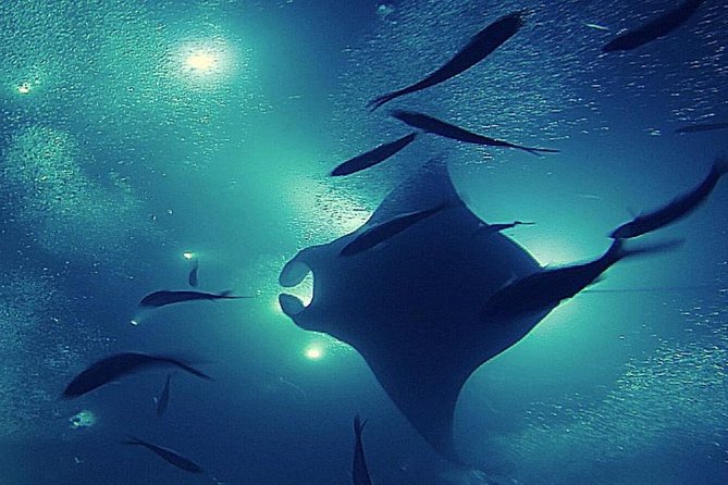 Manta Magic: Small-Group Manta Ray Night Snorkel in Kailua Kona - About 30 minutes beneath the mantas