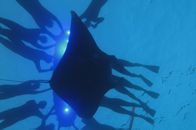 Manta Magic: Small-Group Manta Ray Night Snorkel in Kailua Kona - What the small group changes