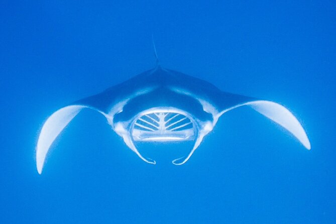 Manta Magic: Small-Group Manta Ray Night Snorkel in Kailua Kona - Is $145 a fair price?