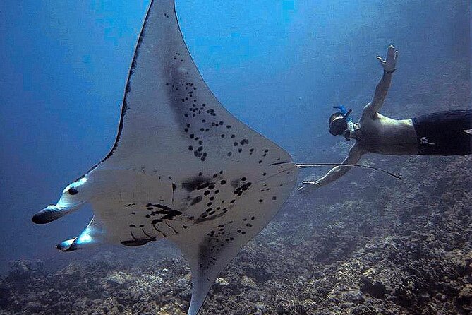 Manta Magic: Small-Group Manta Ray Night Snorkel in Kailua Kona - Practical ways to improve the evening