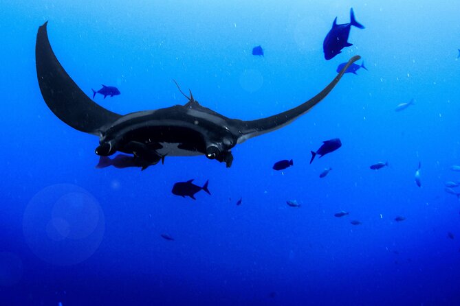Manta Magic: Small-Group Manta Ray Night Snorkel in Kailua Kona - Getting ready for the light board