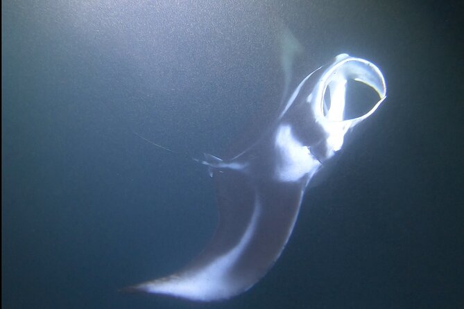 Manta Ray Night Snorkel at Kona, Big Island - Why Kona’s manta ray night snorkel is so special