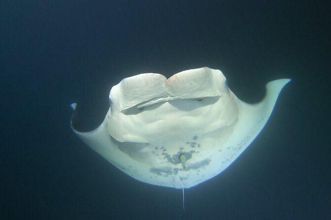 Manta Ray Night Snorkel at Kona, Big Island - Seasickness and physical demands
