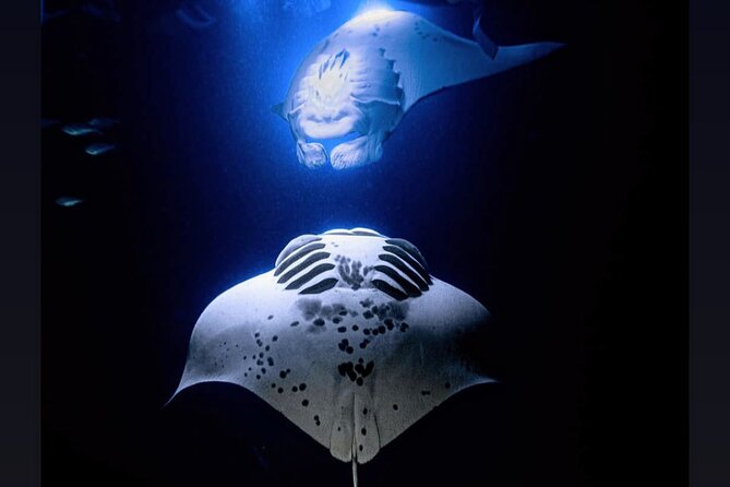 Manta Ray Night Snorkel Experience of a Lifetime - Why the night snorkel is so memorable