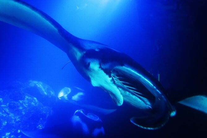 Manta Ray Night Snorkel Experience of a Lifetime - How the light board brings the mantas close