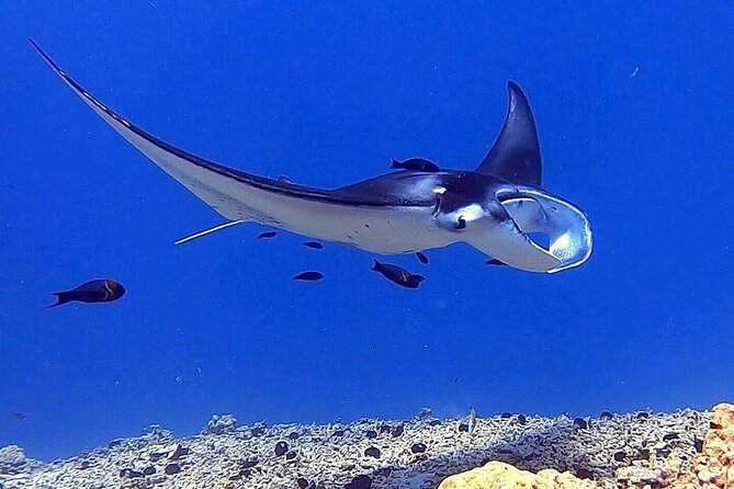 Manta Ray Night Snorkel Experience of a Lifetime - Cold water, seasickness, and other practical details