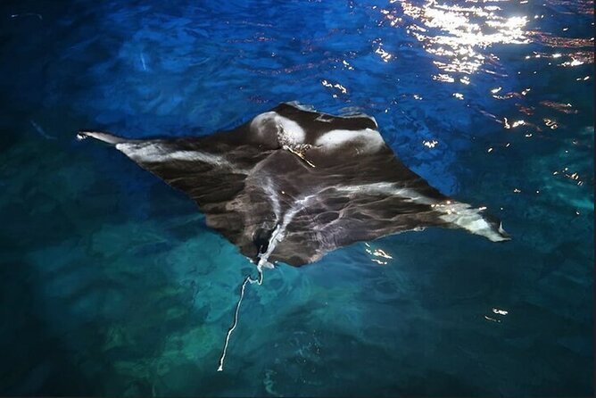 Manta Ray Night Snorkel Experience of a Lifetime - From Kealakehe Parkway to Honokohau Harbor
