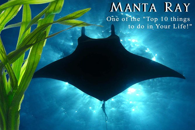 Manta Ray Night Snorkel from Kona — Small Group - Why the Kona manta snorkel is so special