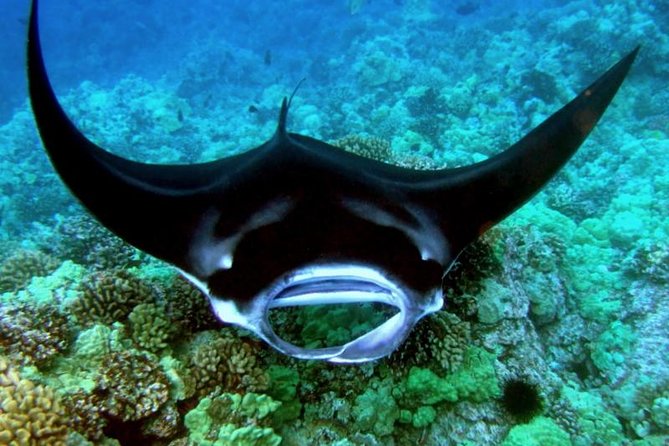 Manta Ray Night Snorkel from Kona — Small Group - Practical ways to enjoy the night