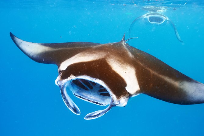 Manta Ray Night Snorkel from Kona — Small Group - Honokohau Harbor starts the evening
