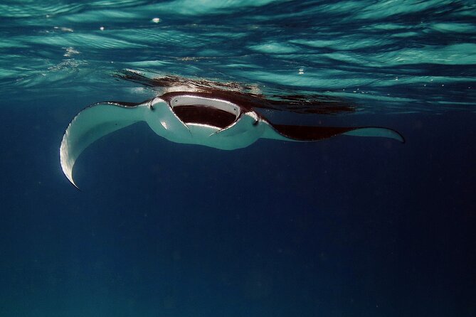 Manta Ray Night Snorkel Kona - Coral Reef Snorkel Adventures - The ride out: quick, scenic, and sometimes rough